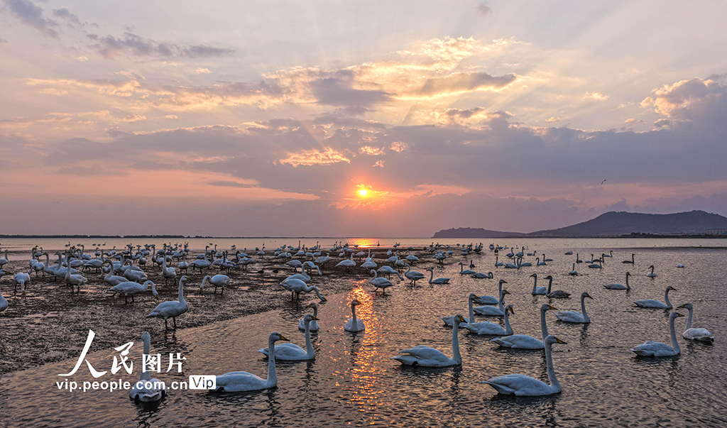 山東榮成：大天鵝棲息越冬【5】