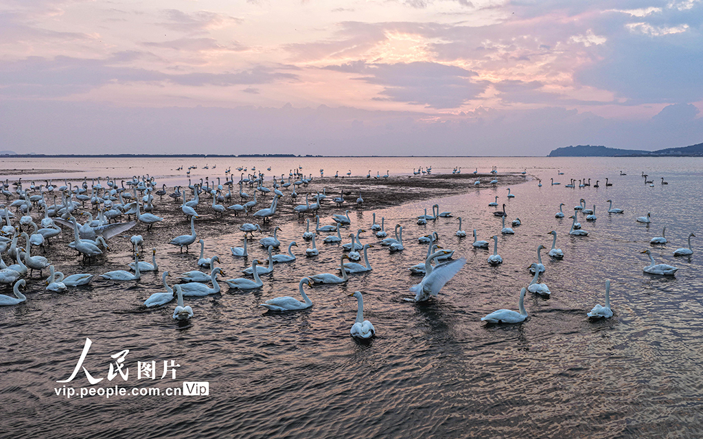 山東榮成：大天鵝棲息越冬【6】