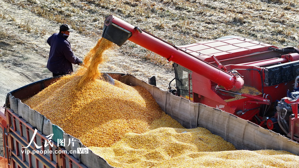甘肅民樂：玉米收獲 顆粒歸倉【2】
