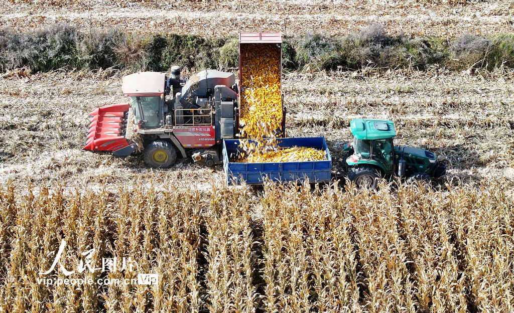 甘肅民樂：玉米收獲 顆粒歸倉【4】