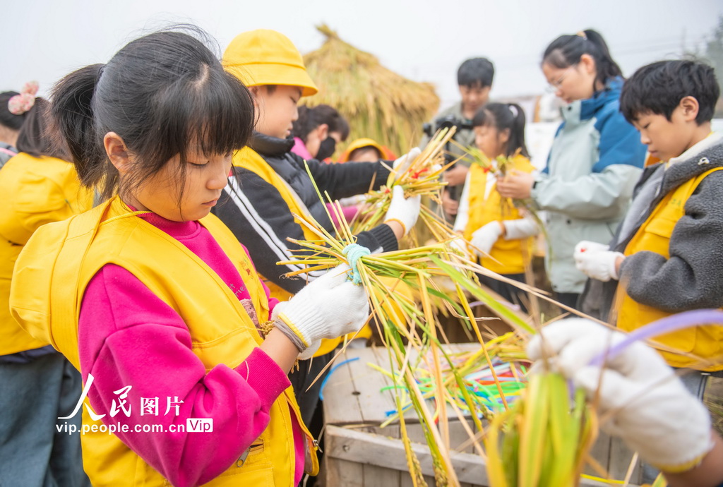 江苏宿迁：稻田里的“秋收课堂”【4】