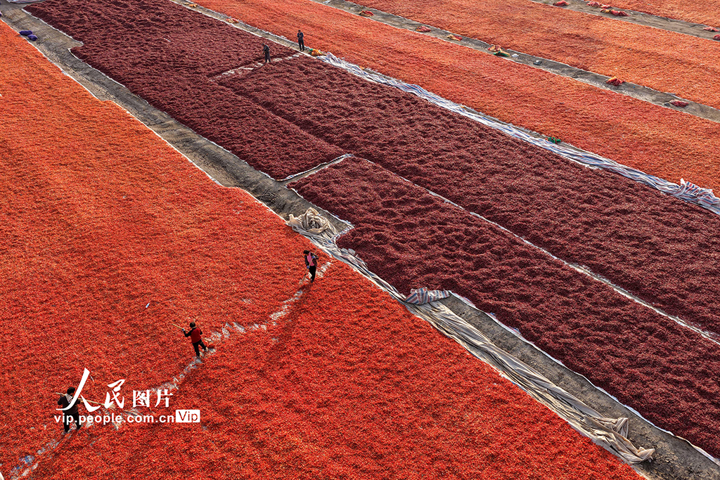 安徽亳州:晒辣椒【6】