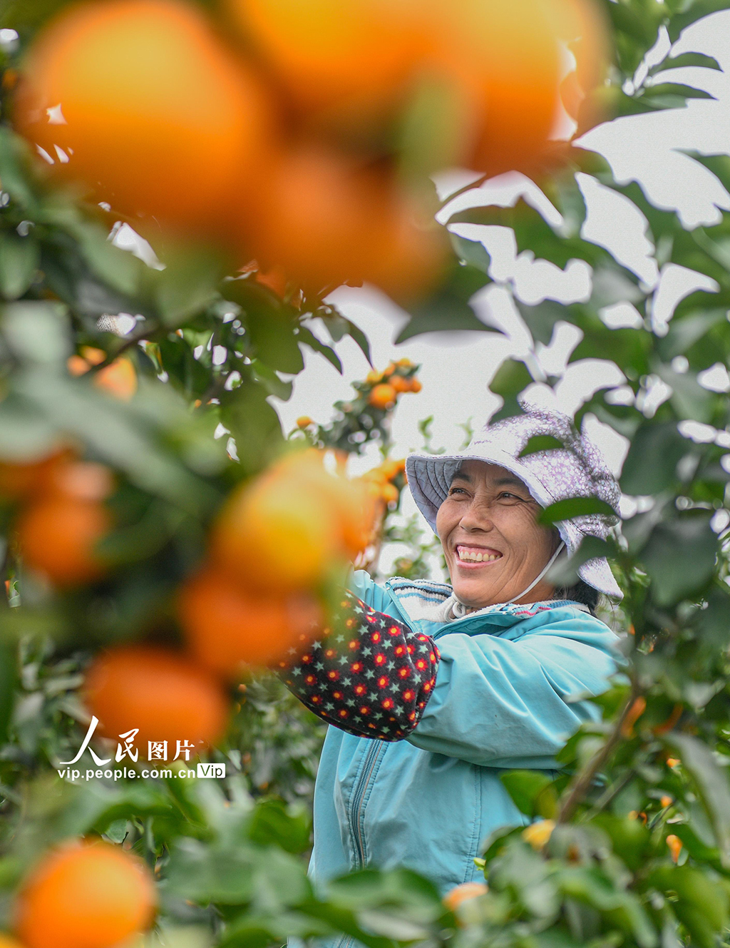 湖南道县：砂糖橘迎来收获季【2】