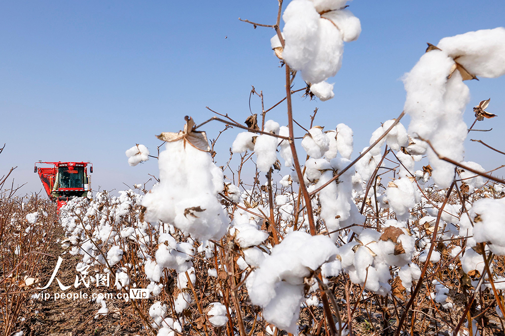 河北唐山：棉花喜豐收【2】
