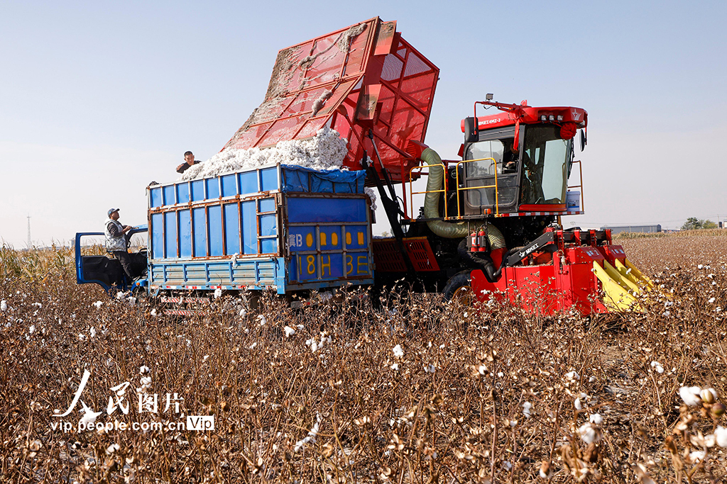 河北唐山：棉花喜豐收【4】