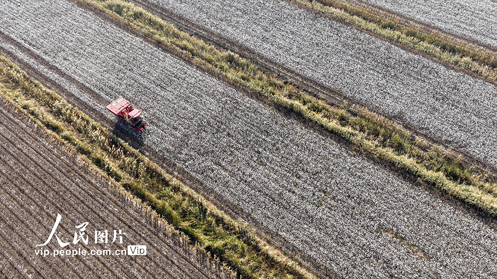 河北唐山：棉花喜豐收【5】