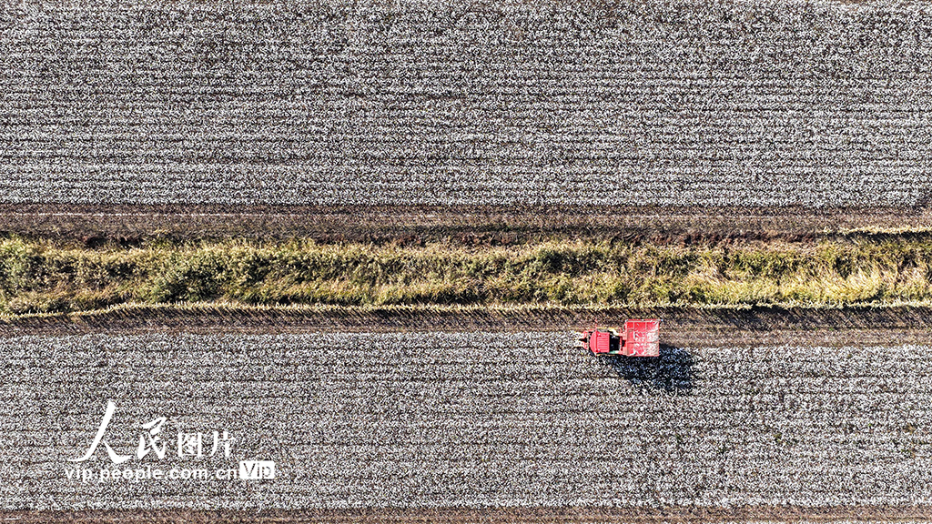 河北唐山：棉花喜丰收【3】