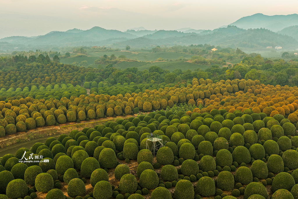 浙江杭州：修剪桂花树【3】