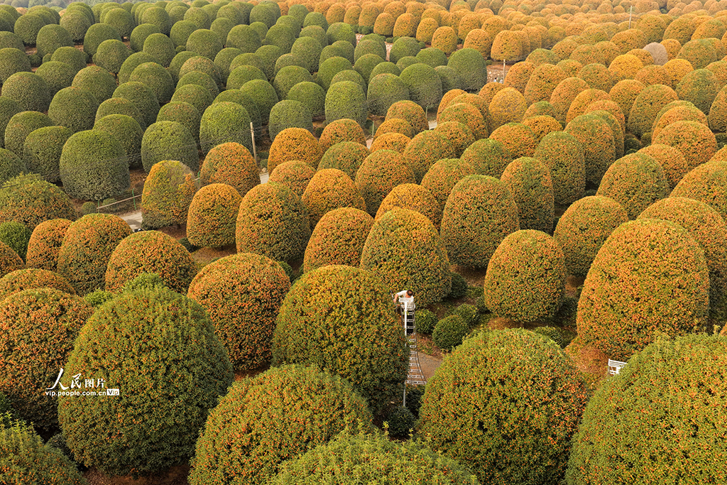 浙江杭州：修剪桂花树【4】
