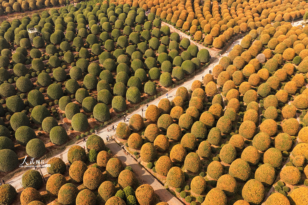 浙江杭州：修剪桂花樹【7】