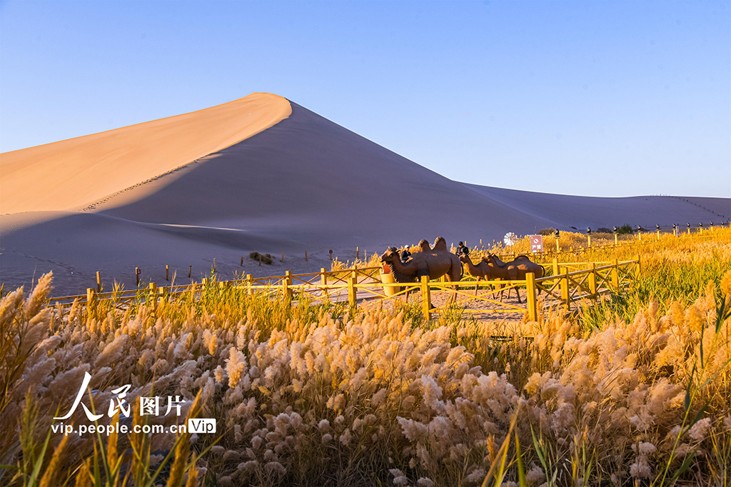 甘肃敦煌：大漠秋色醉游人【6】