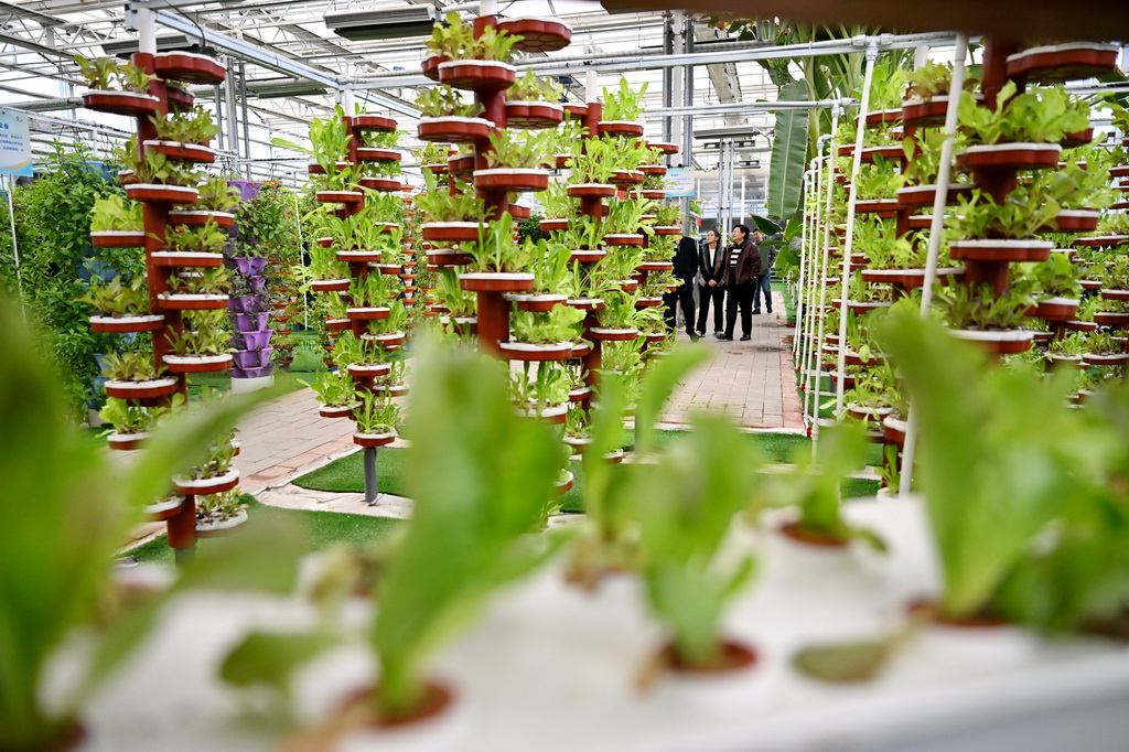 10月31日,游客在大运河堤顶路沿线的河北省沧州市青县司马庄村智能蔬菜大棚内参观。