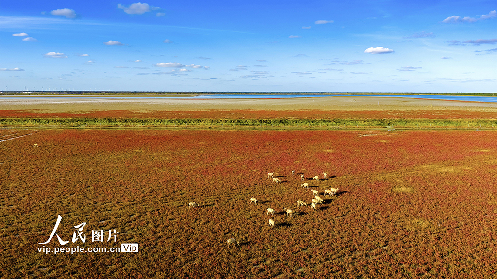 江蘇東台：鹽蒿紅 秋色美【6】