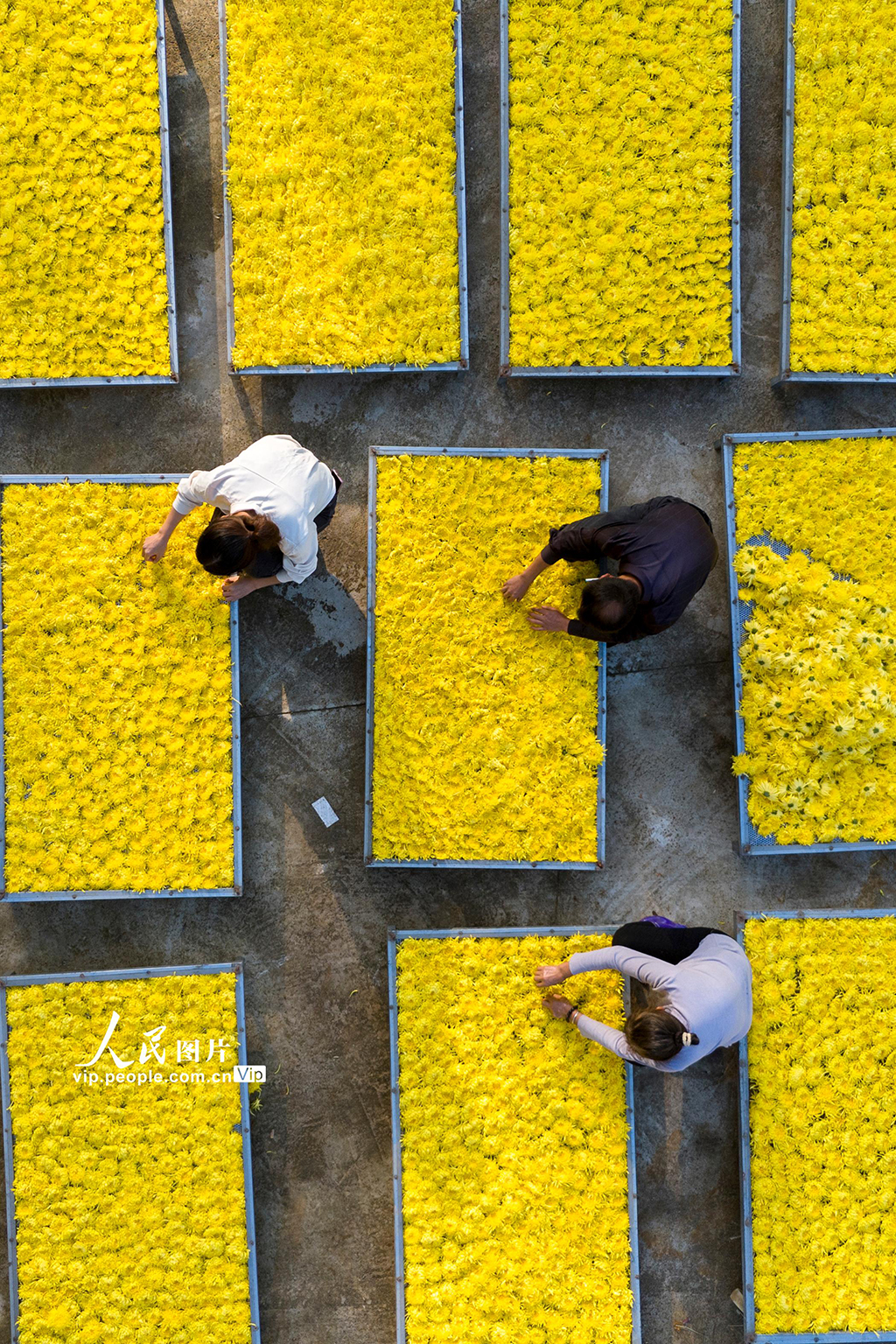 湖南漣源：金絲皇菊喜豐收【5】