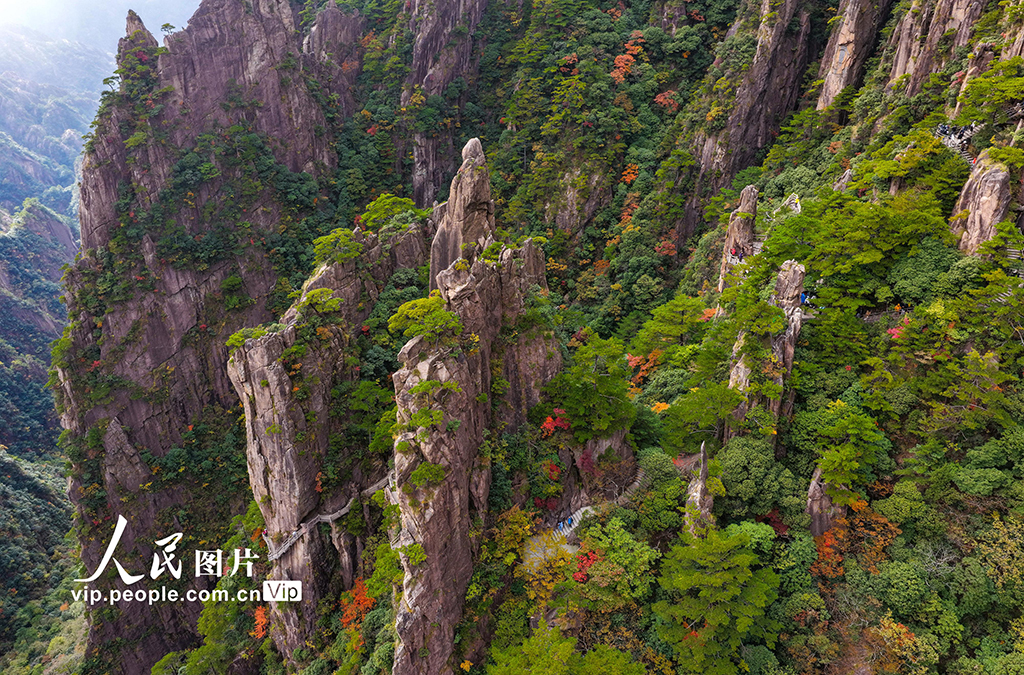 安徽黄山：峰林尽染秋意浓【5】