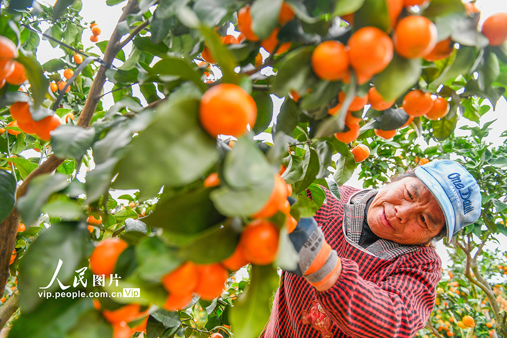 湖南道县：砂糖橘丰收【3】