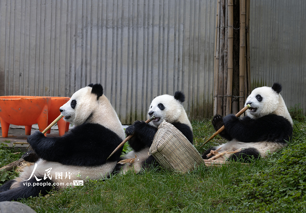 四川汶川：大熊貓樂享秋日時光【5】
