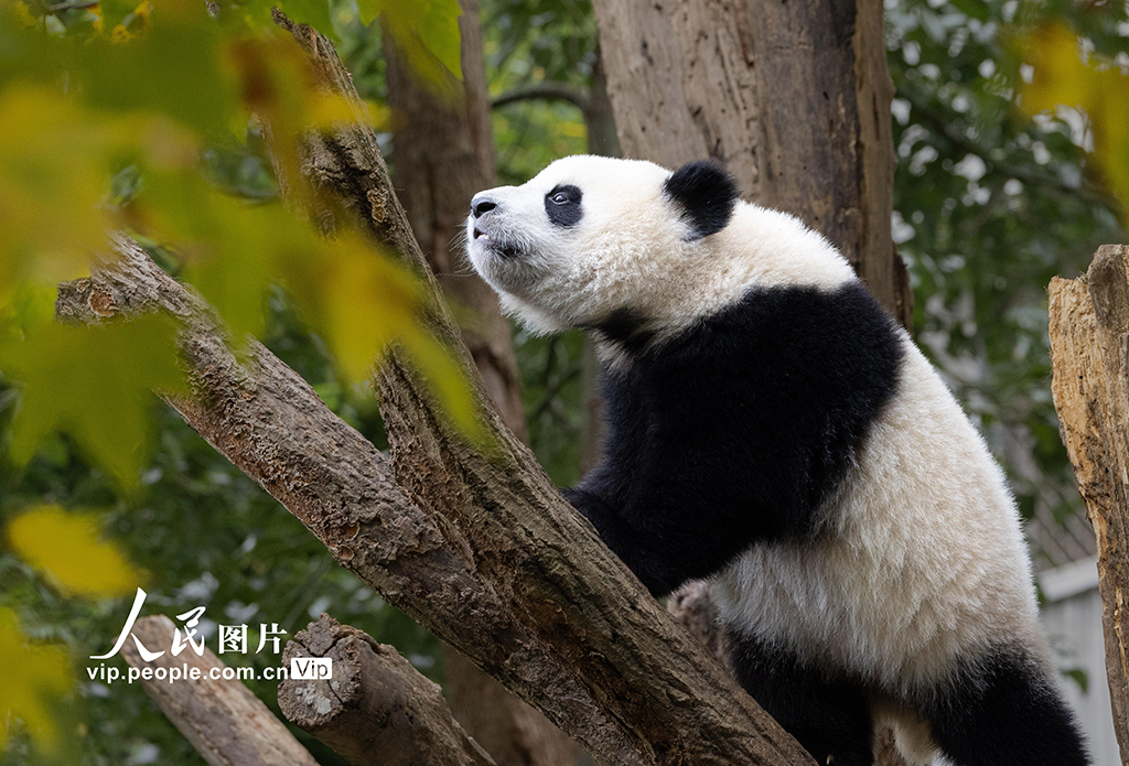 四川汶川：大熊貓樂享秋日時光【4】