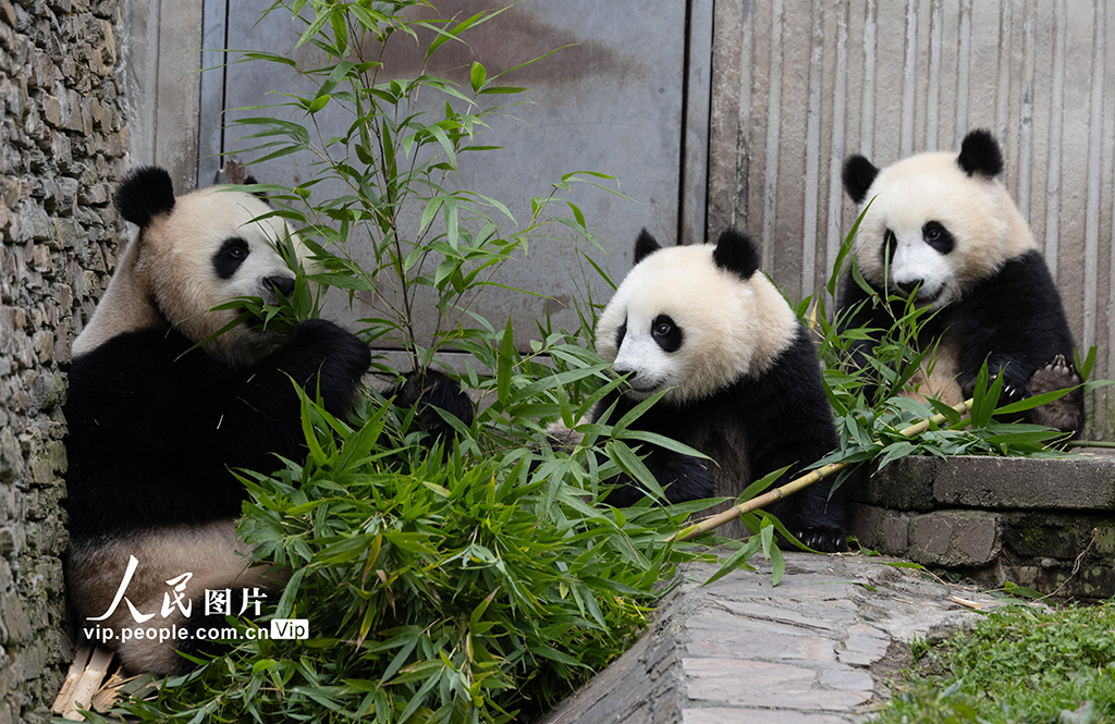 四川汶川：大熊貓樂享秋日時光【3】