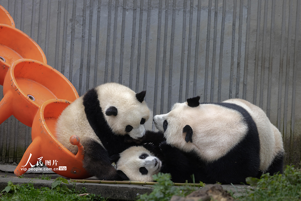 四川汶川：大熊猫乐享秋日时光【2】