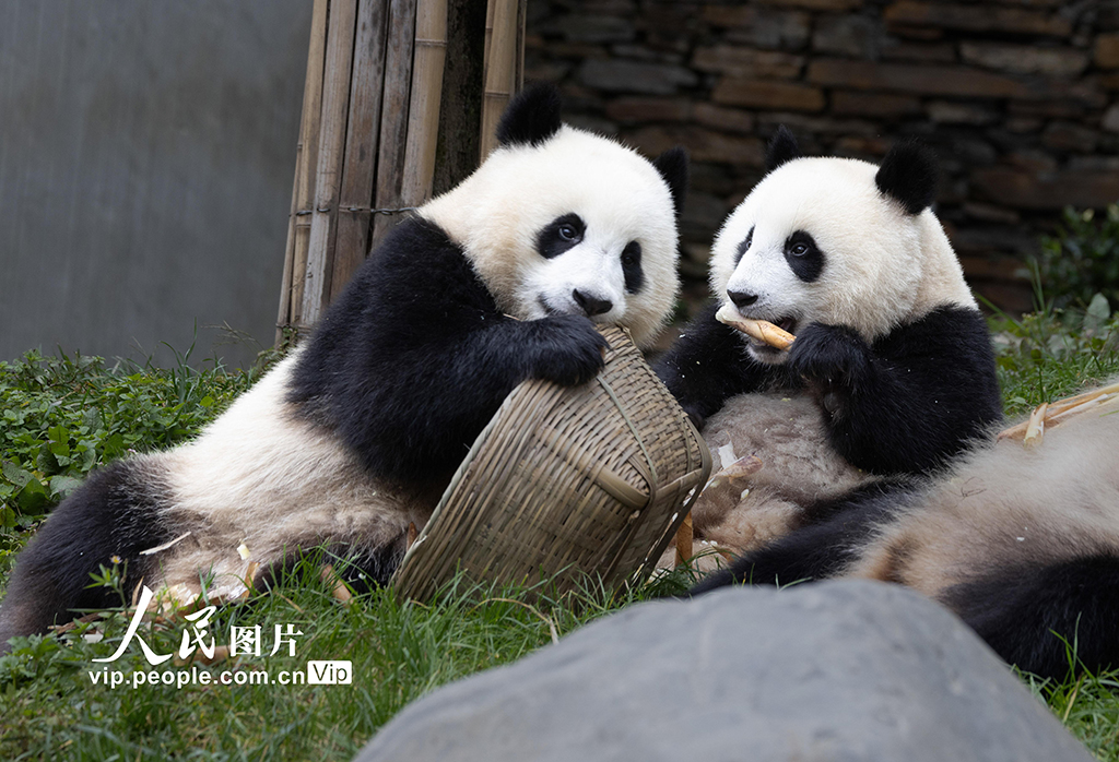 四川汶川：大熊貓樂享秋日時光【7】