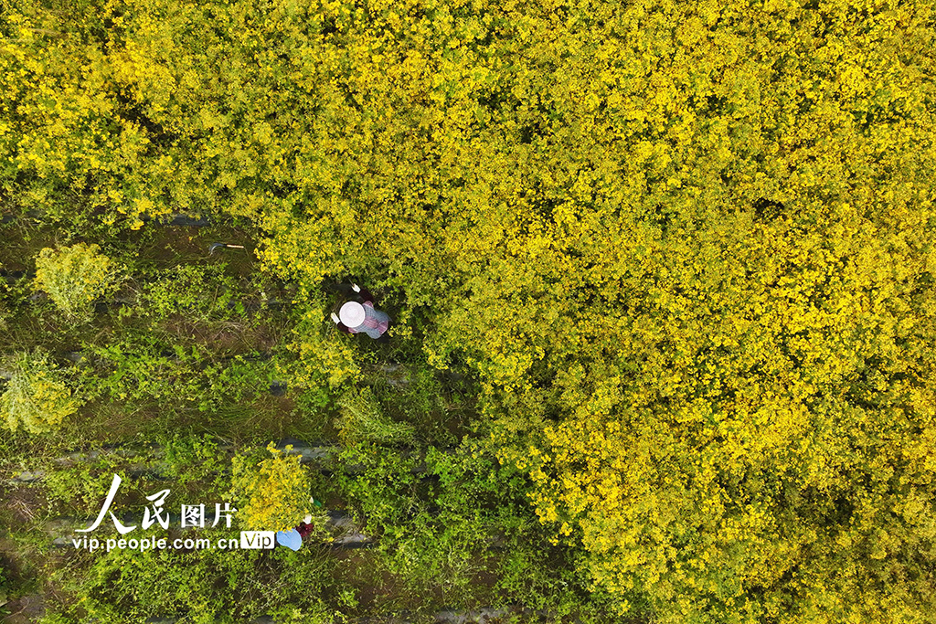 重庆：菊花开 采收忙【2】