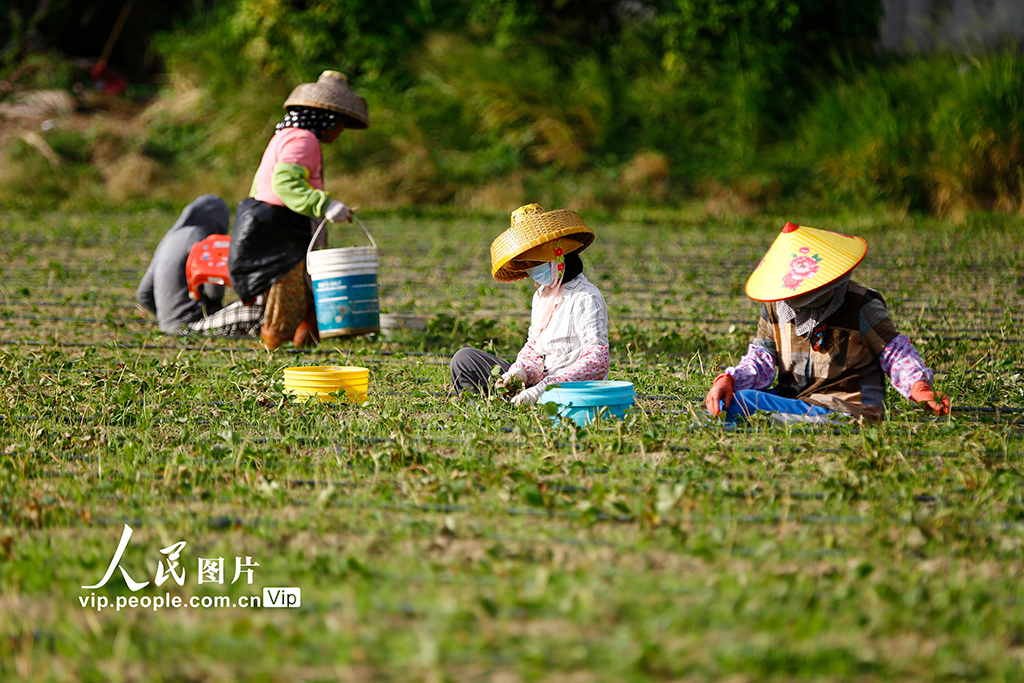 海南三亚:立冬农事忙【2】