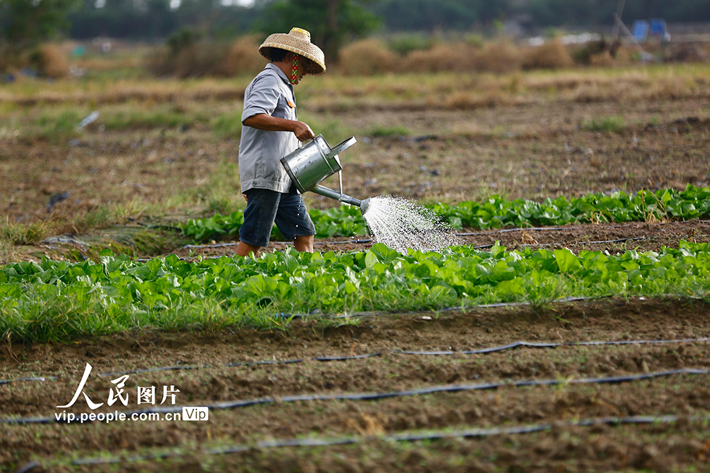 海南三亚:立冬农事忙【3】