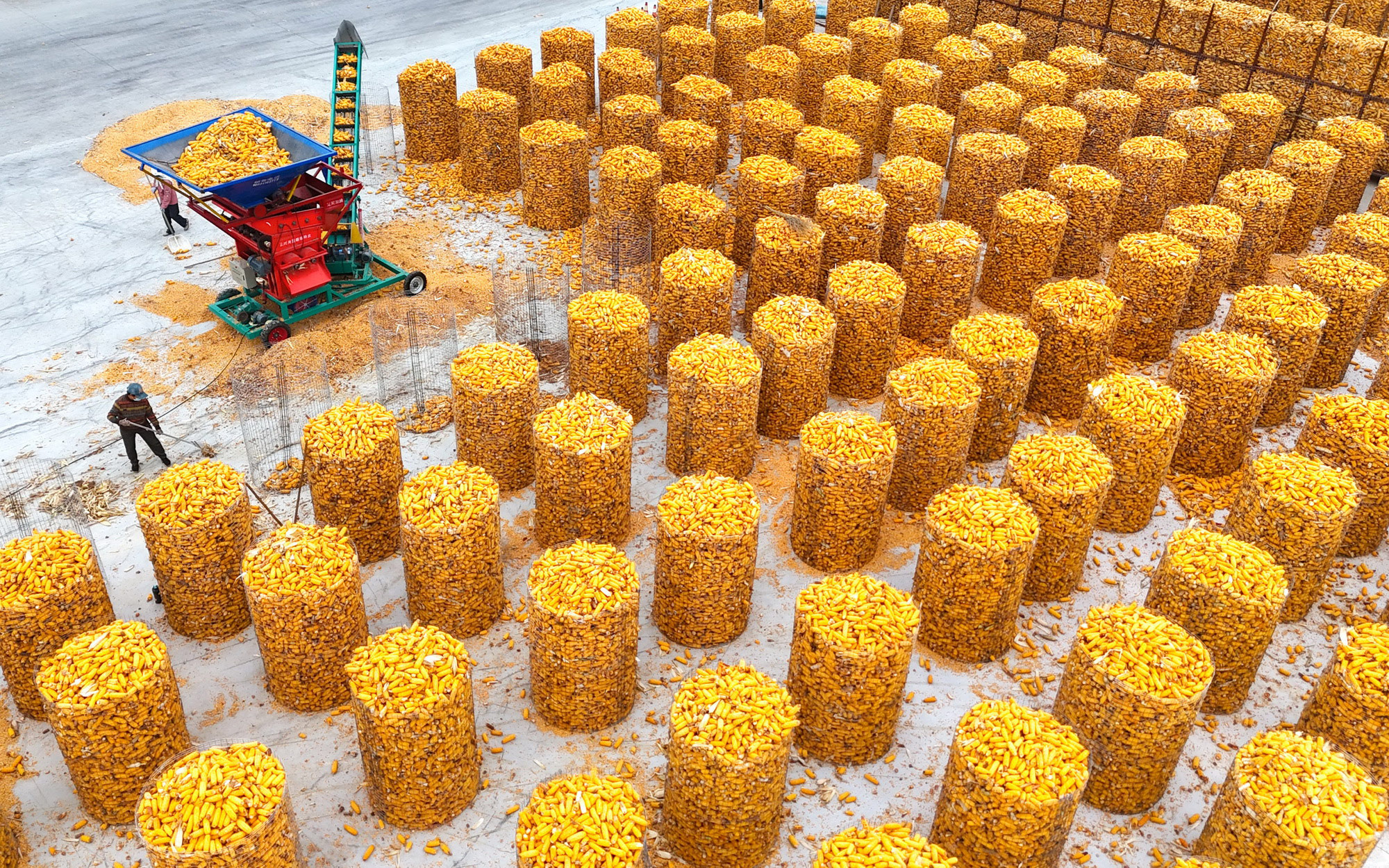 抢收玉米 颗粒归仓