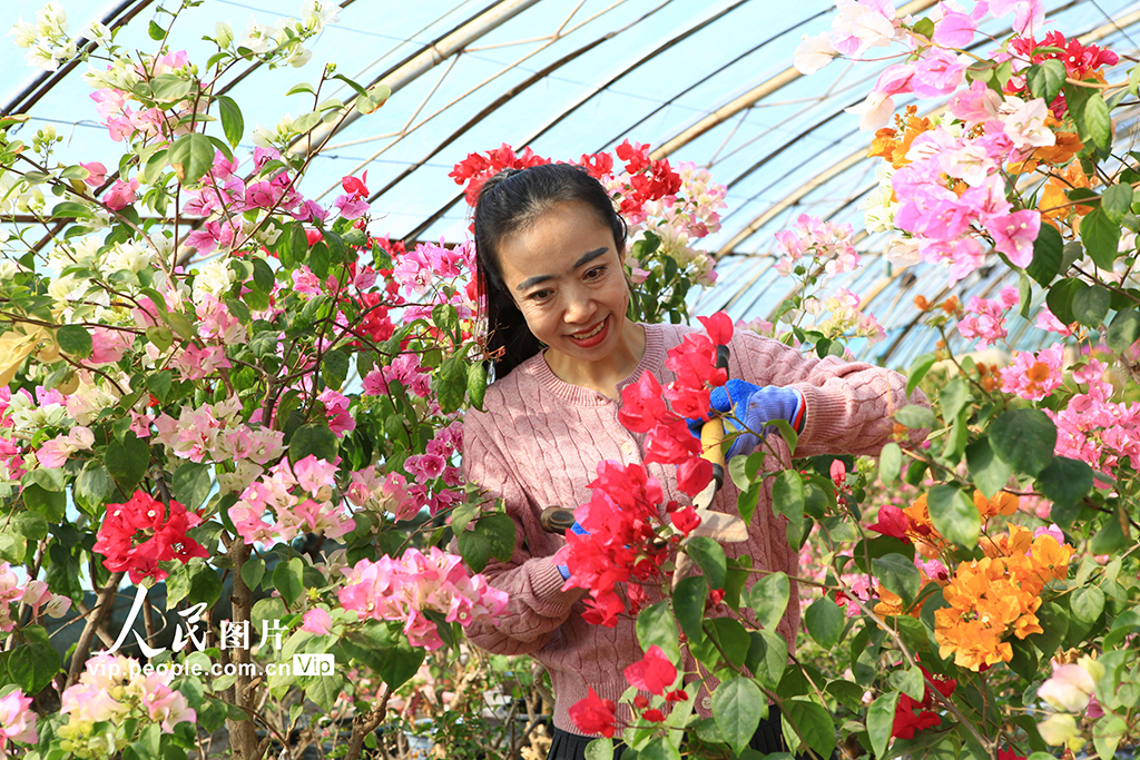 甘肃嘉峪关：鲜花产业助农增收【5】