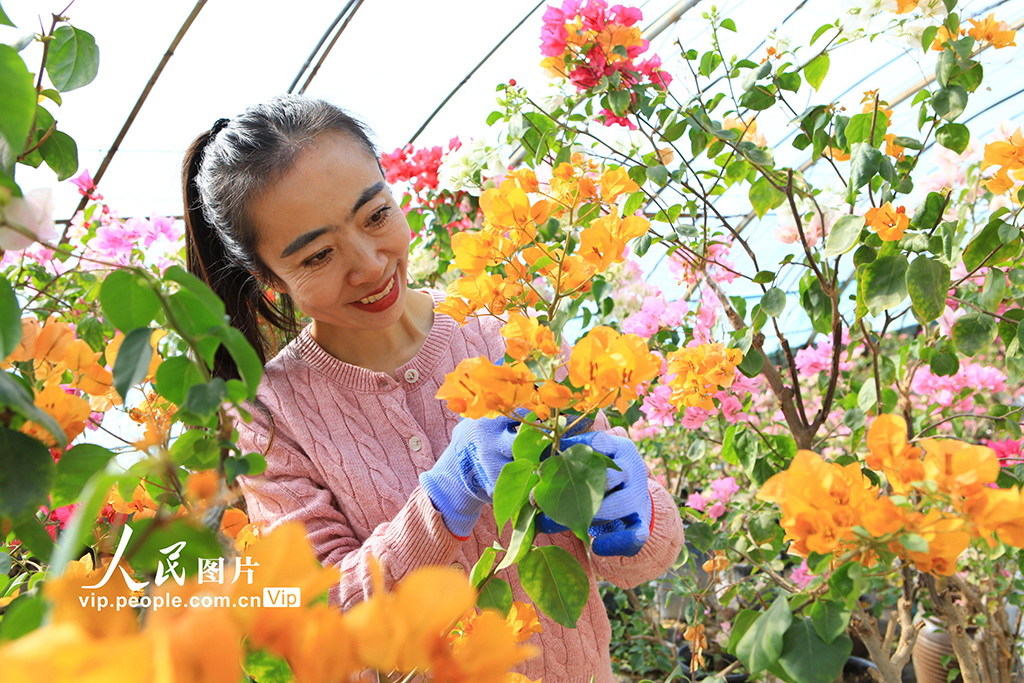 甘肃嘉峪关：鲜花产业助农增收【6】