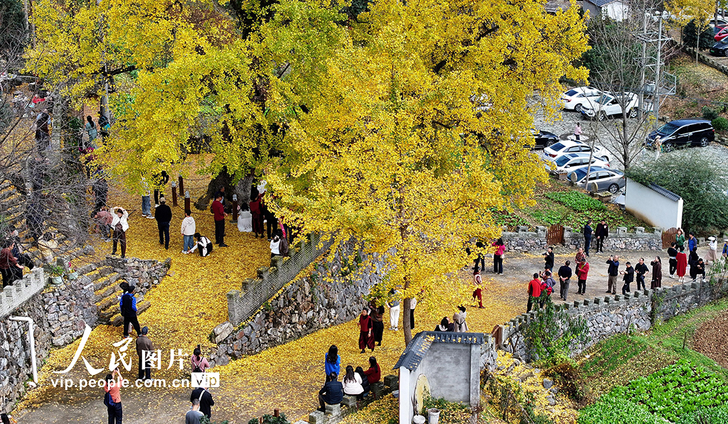 湖北谷城：千年银杏披“金装”【3】