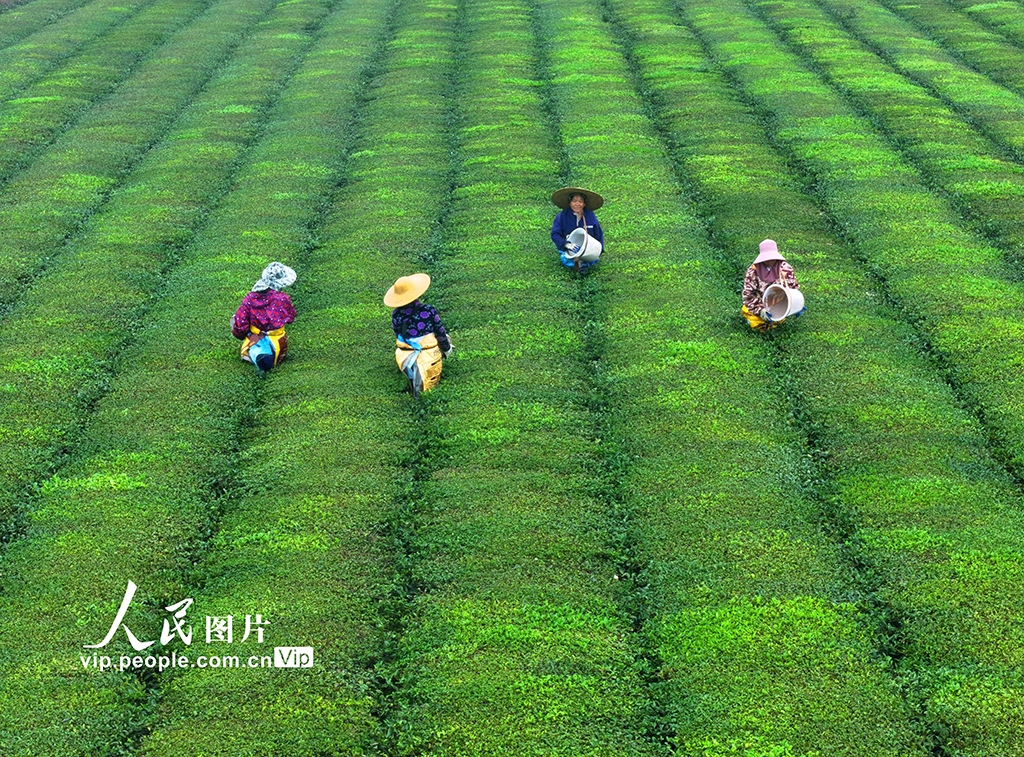 江西泰和：茶园施肥管护忙【2】