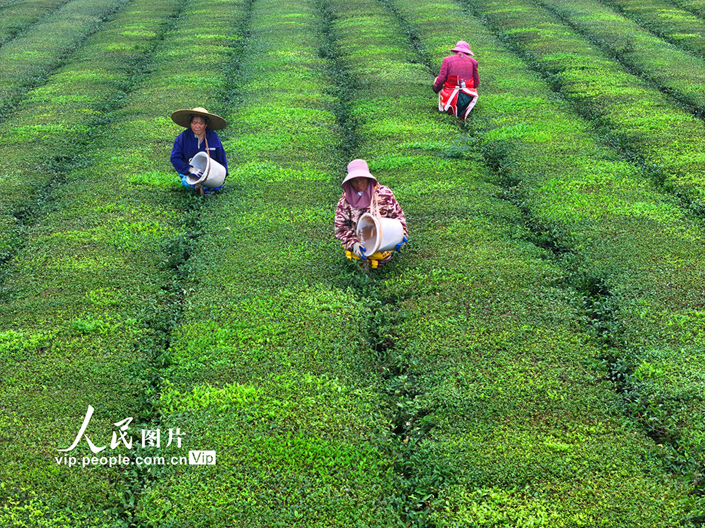 江西泰和：茶园施肥管护忙【3】