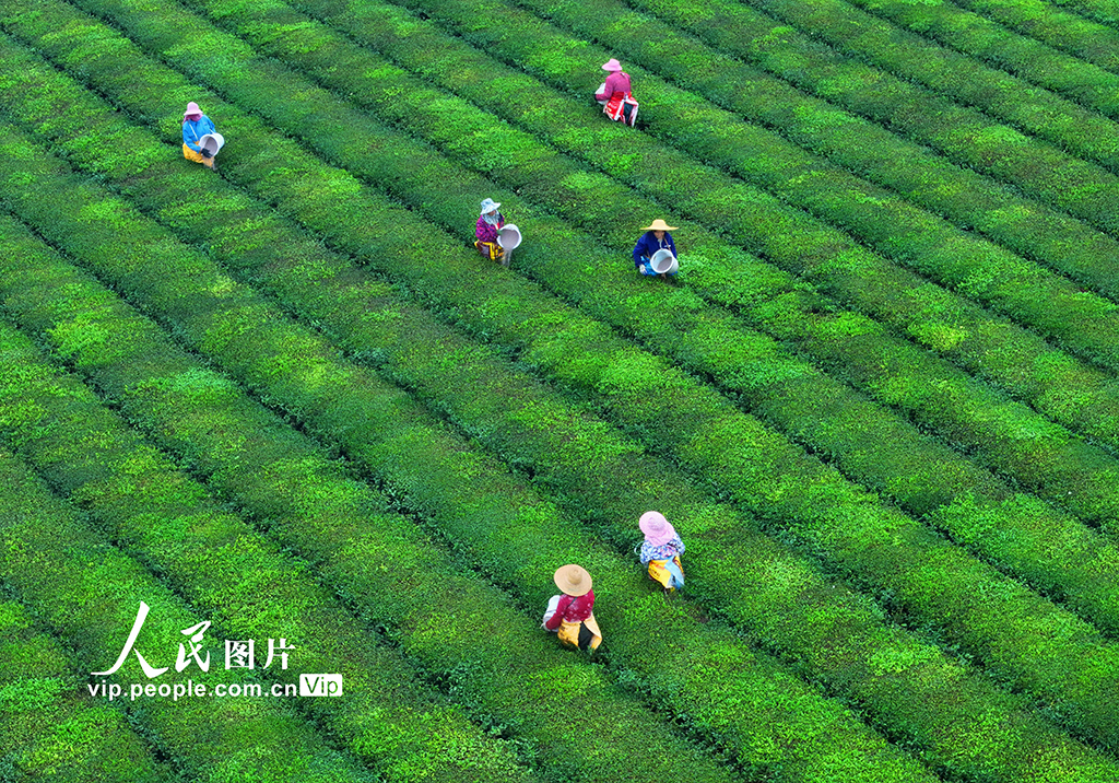 江西泰和：茶园施肥管护忙【6】