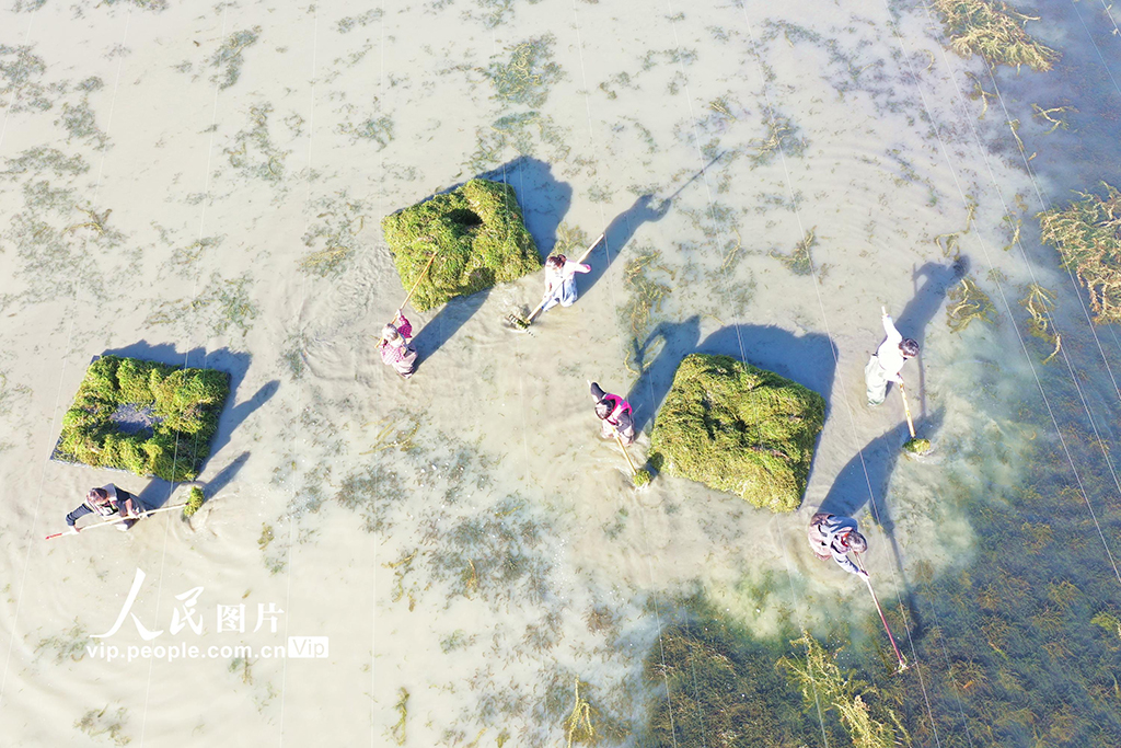 收獲伊樂藻【2】