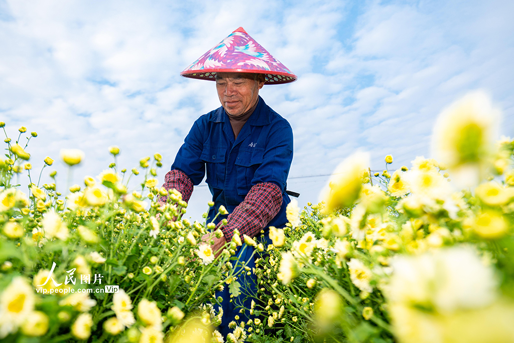 浙江武义：采收杭白菊【2】