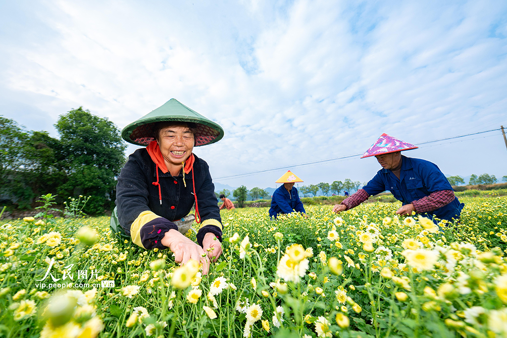 浙江武义：采收杭白菊【3】