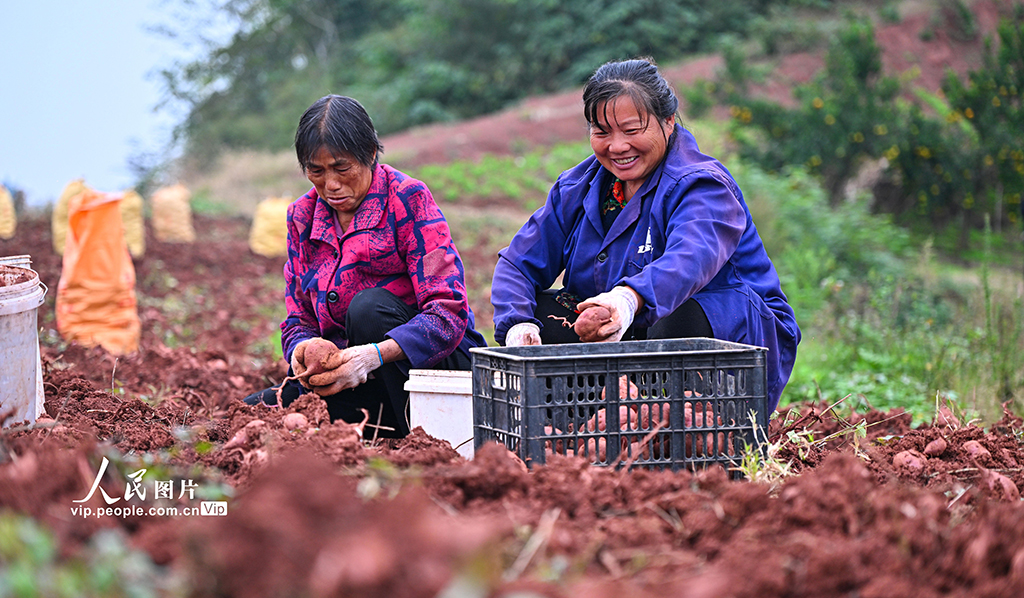 四川仁寿：紫薯喜丰收