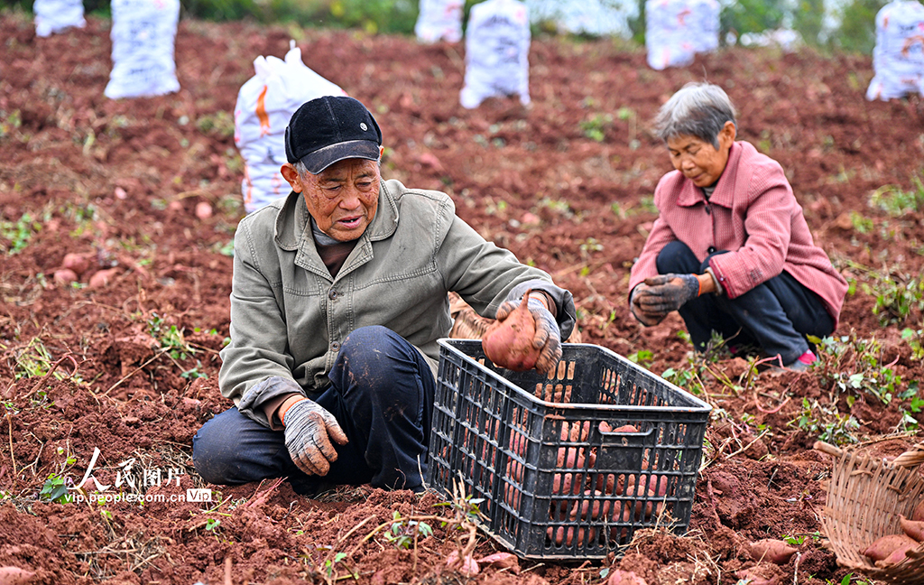 四川仁寿:紫薯喜丰收【4】