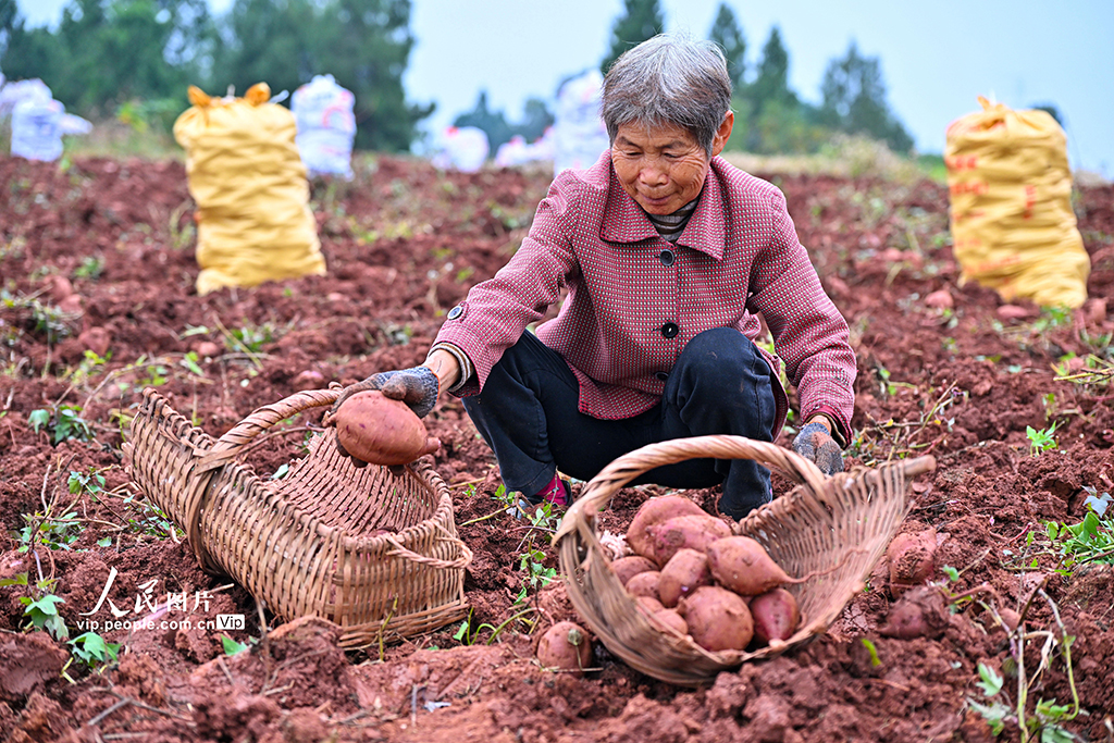 四川仁寿：紫薯喜丰收【2】