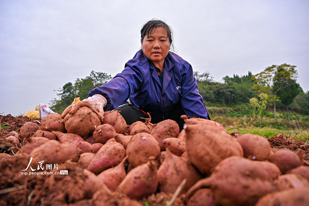 四川仁寿：紫薯喜丰收【6】