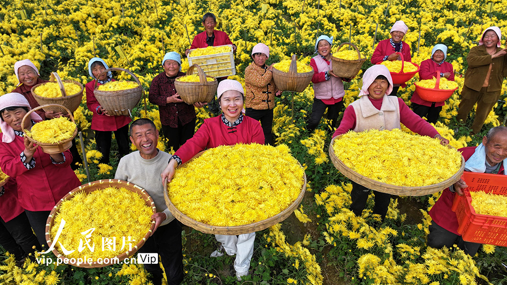 安徽阜南：采收金丝皇菊【2】