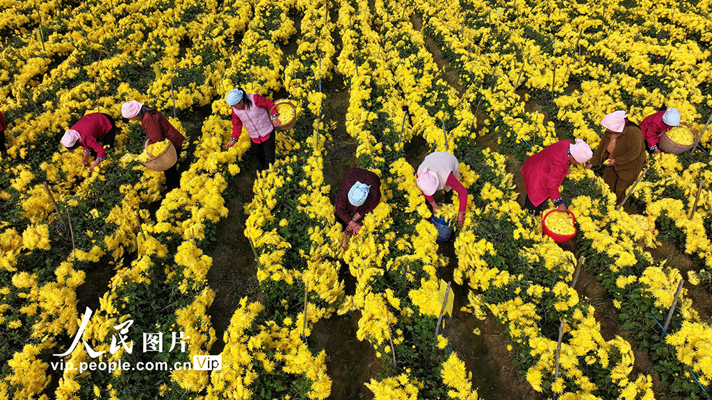 安徽阜南：采收金丝皇菊【3】