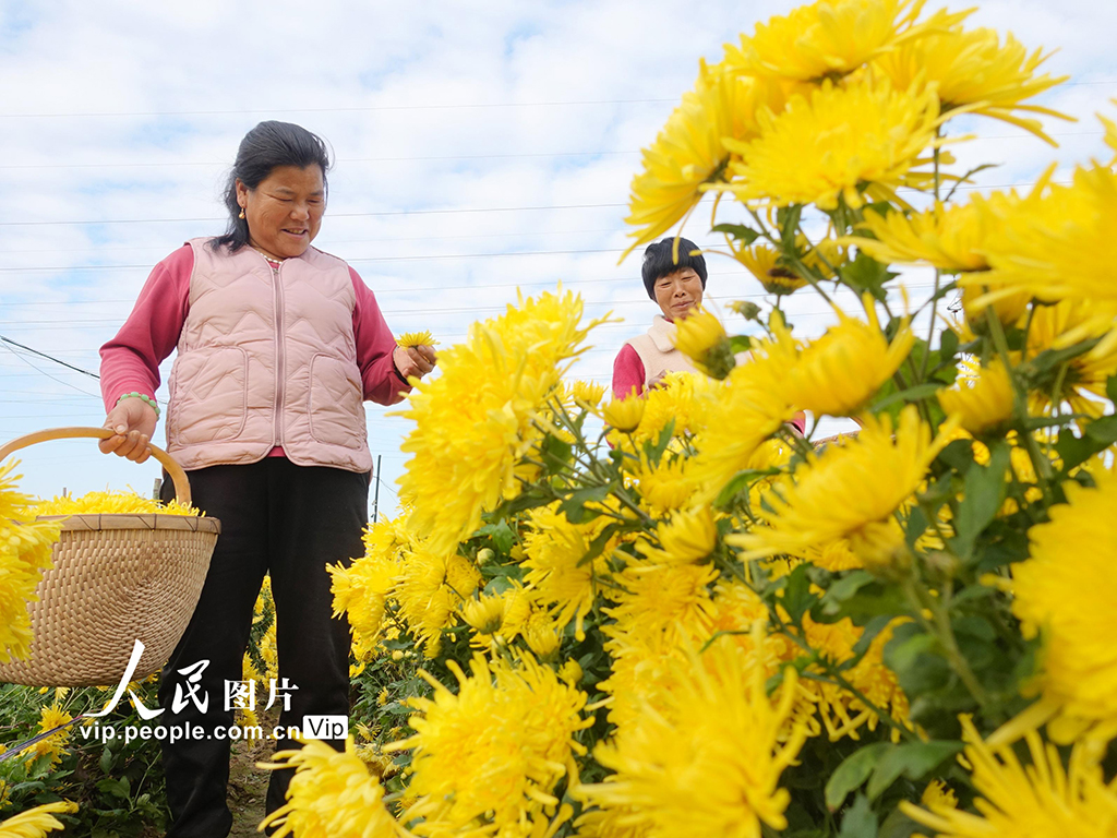 安徽阜南：采收金丝皇菊【4】