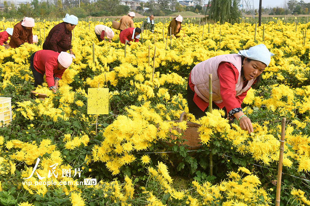 安徽阜南：采收金丝皇菊【6】