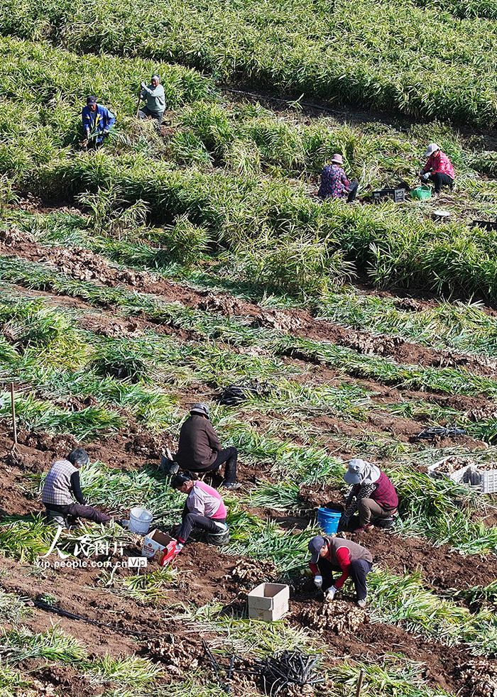 山东枣庄:收获黄姜【5】