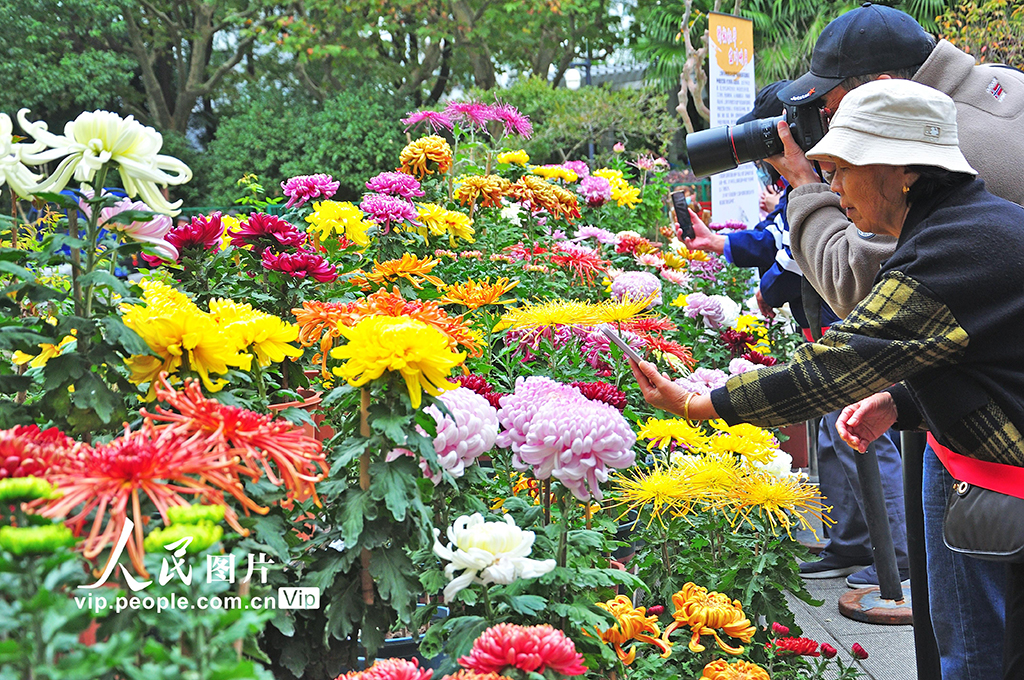 上海：宜川公园菊花展开放【4】