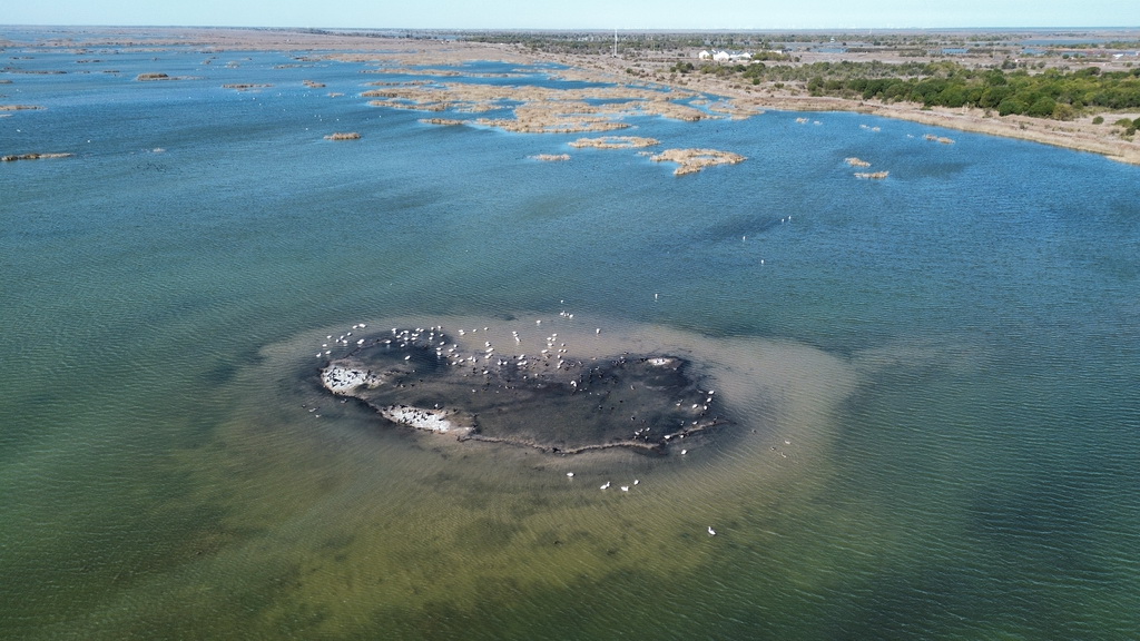 11月13日，在黄河三角洲国家级自然保护区，越冬候鸟在湿地休憩。