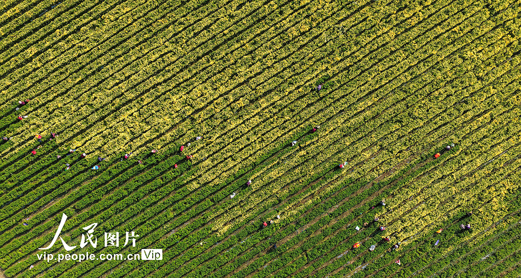 山东枣庄：金菊丰收采摘忙【2】